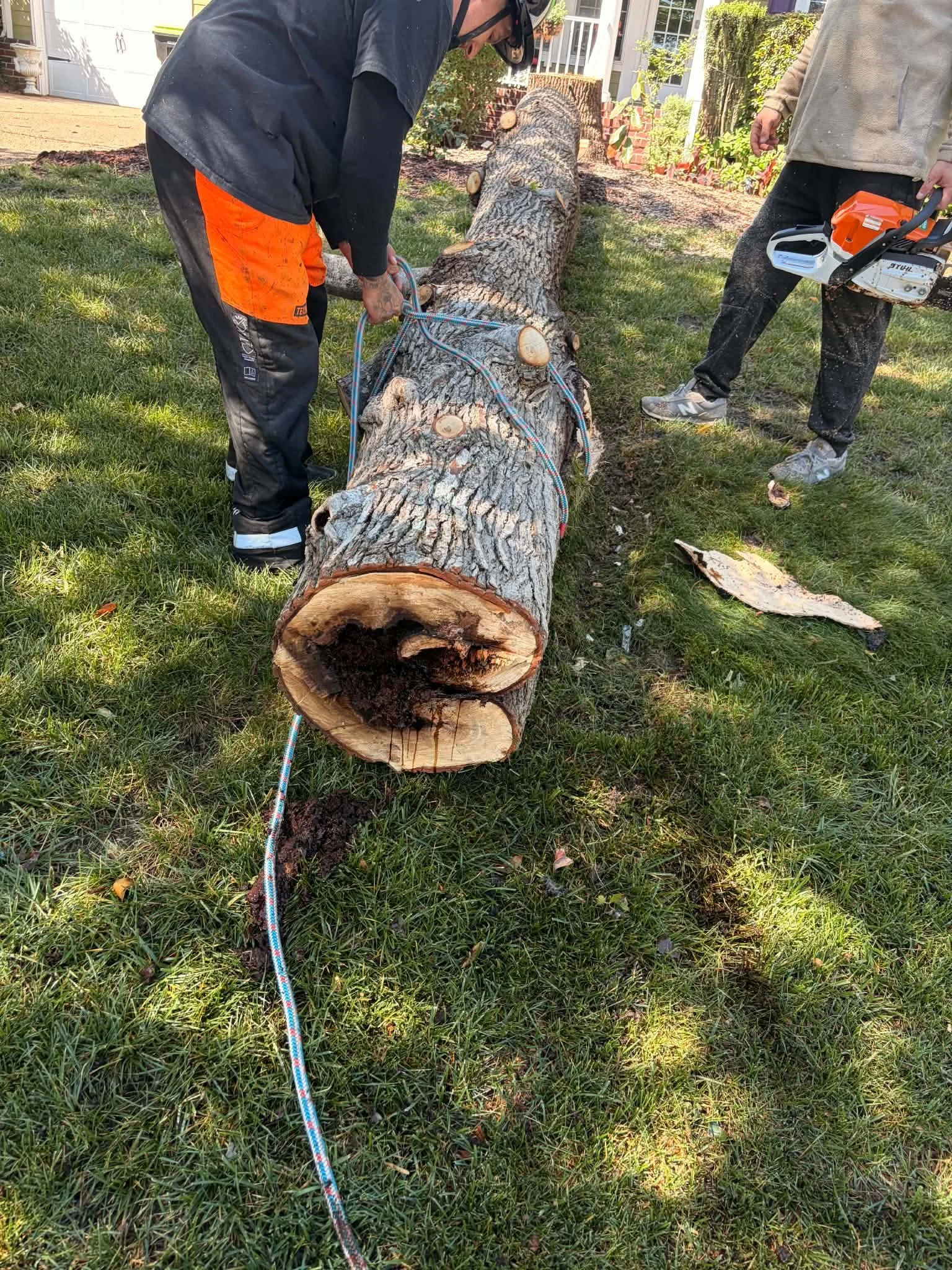 Two men are cutting down a large fallen tree trunk in a backyard using a chainsaw, with one man operating the chainsaw and the other standing nearby holding the tool while removing a tree in Chesapeake, VA