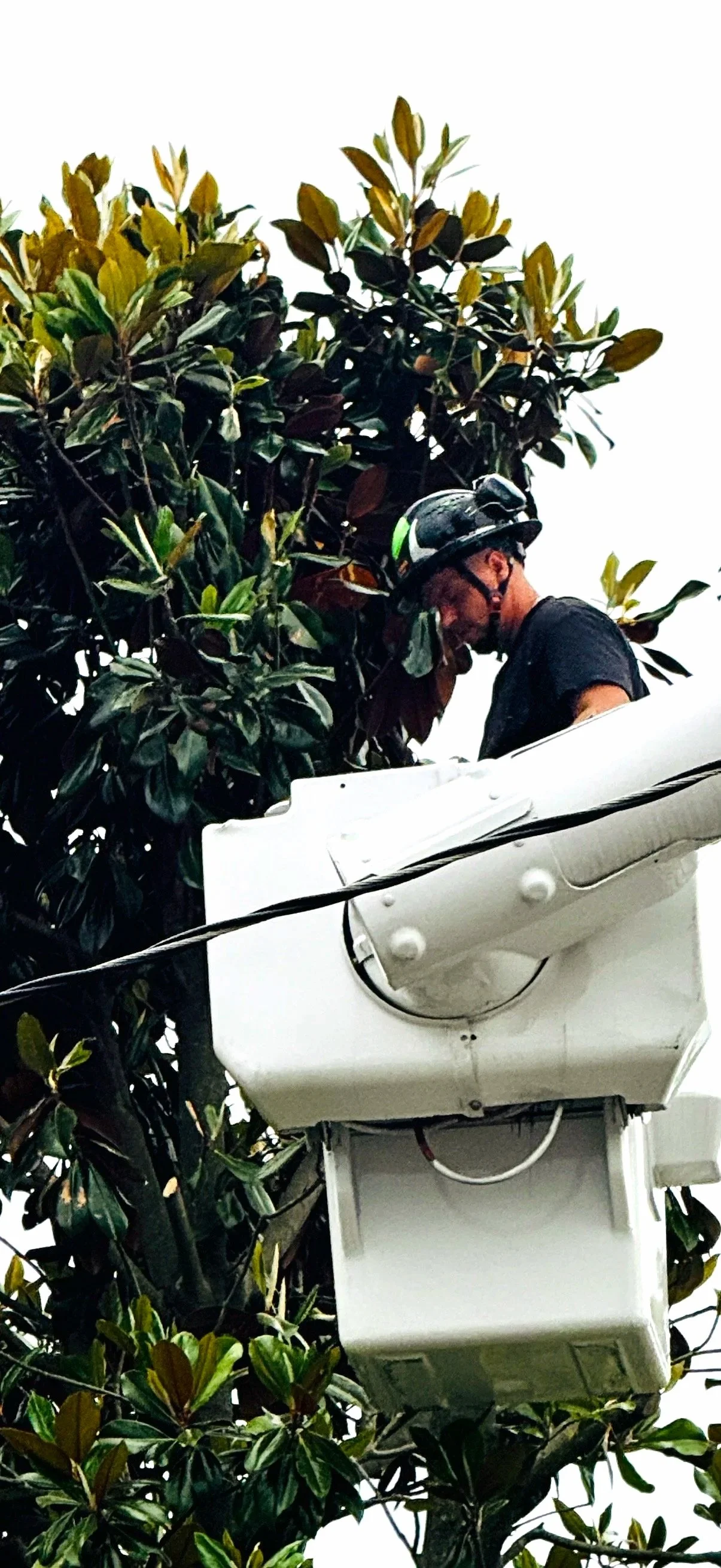 A worker wearing a helmet is performing maintenance or trimming on a tall tree from a raised bucket lift.