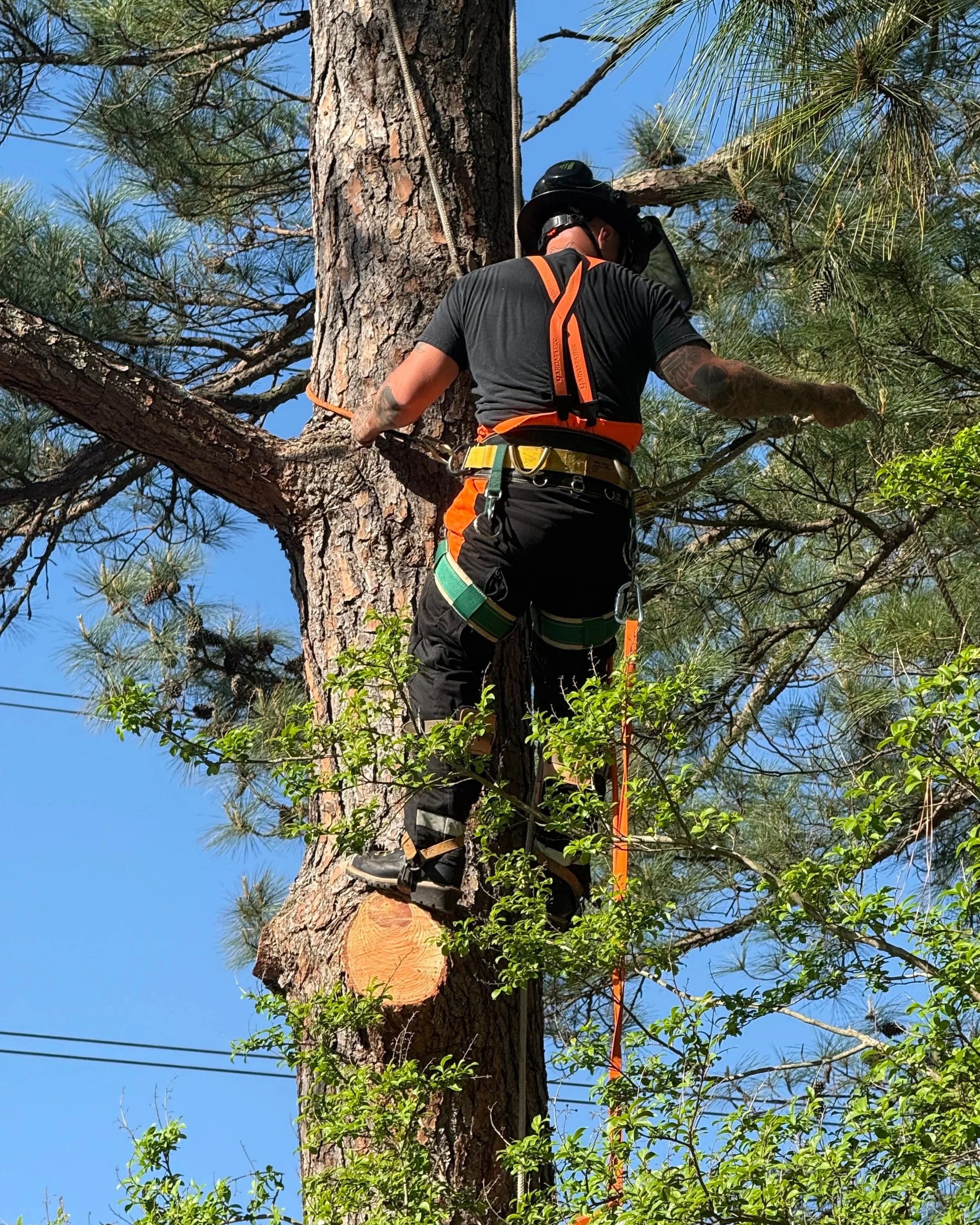 Tree Removal