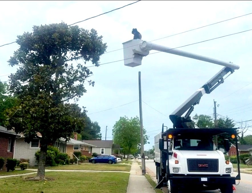 Tree Trimming & Pruning