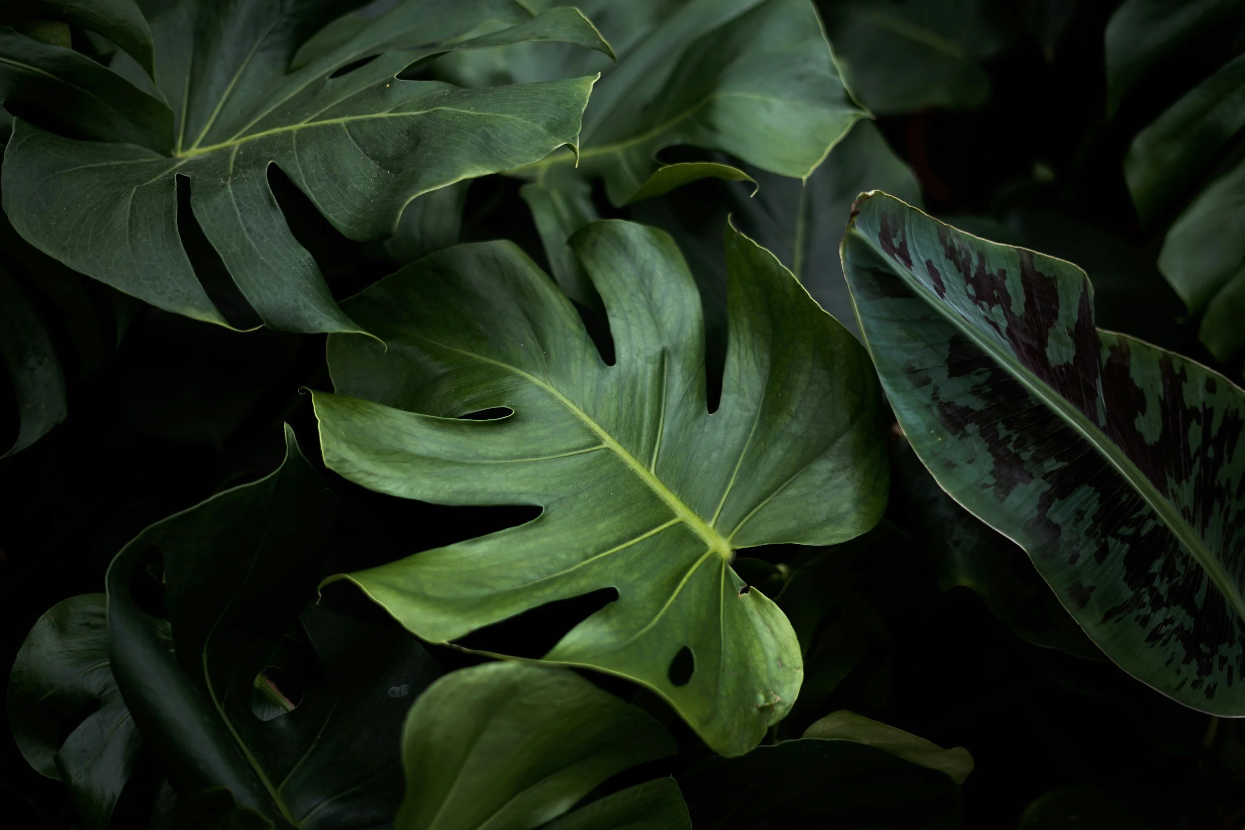 Close-up of green tropical leaves with various shapes and textures.