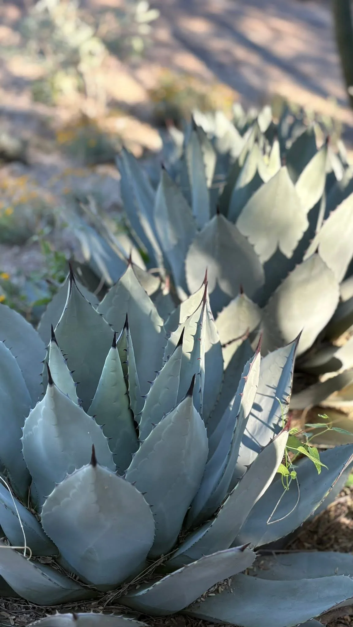Close-up of large, spiky agave plants with blue-green leaves in a desert landscape.