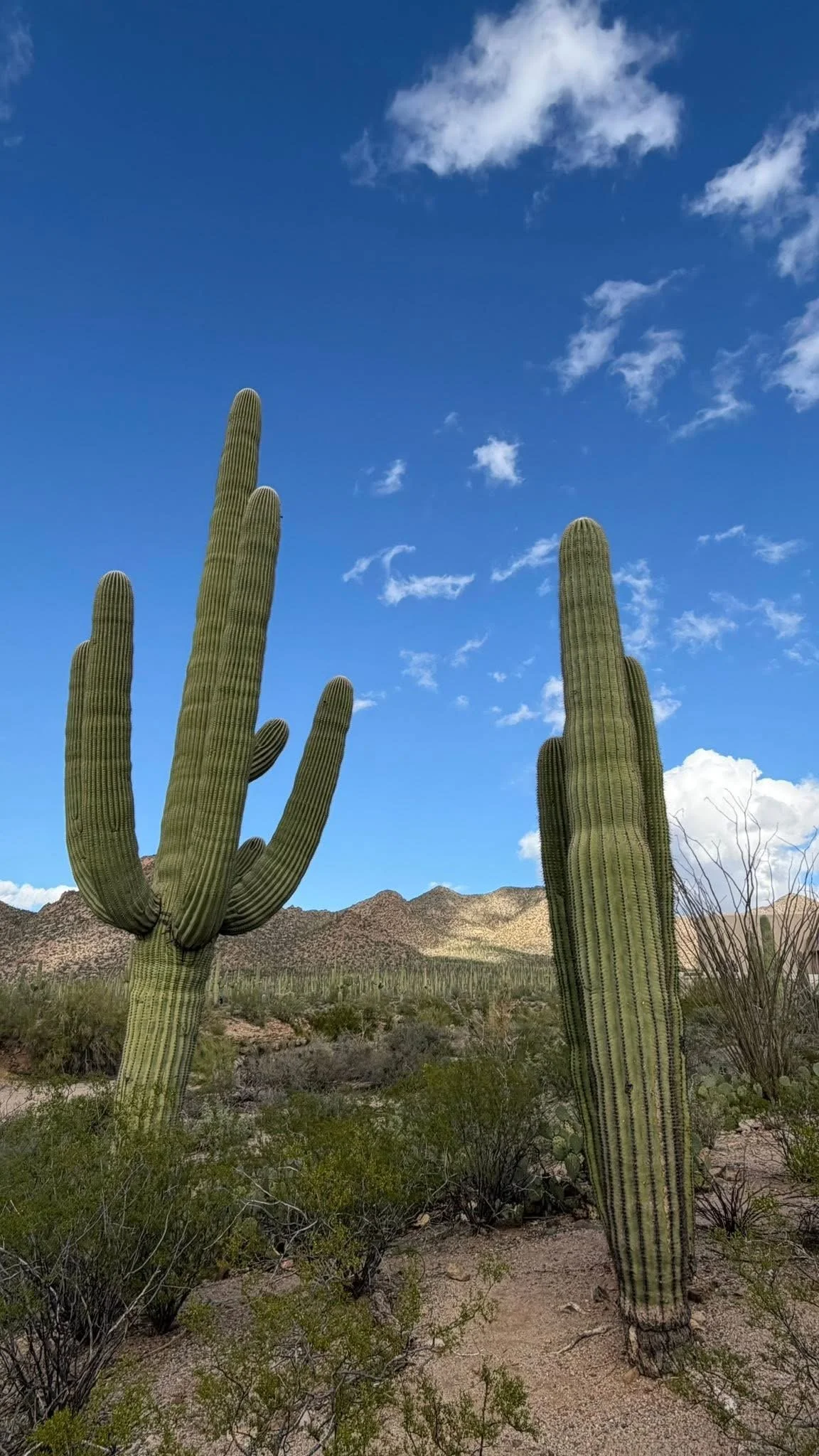 Desert landscape with large saguaro cacti, some with multiple arms, under a bright blue sky with scattered clouds and distant mountain range.