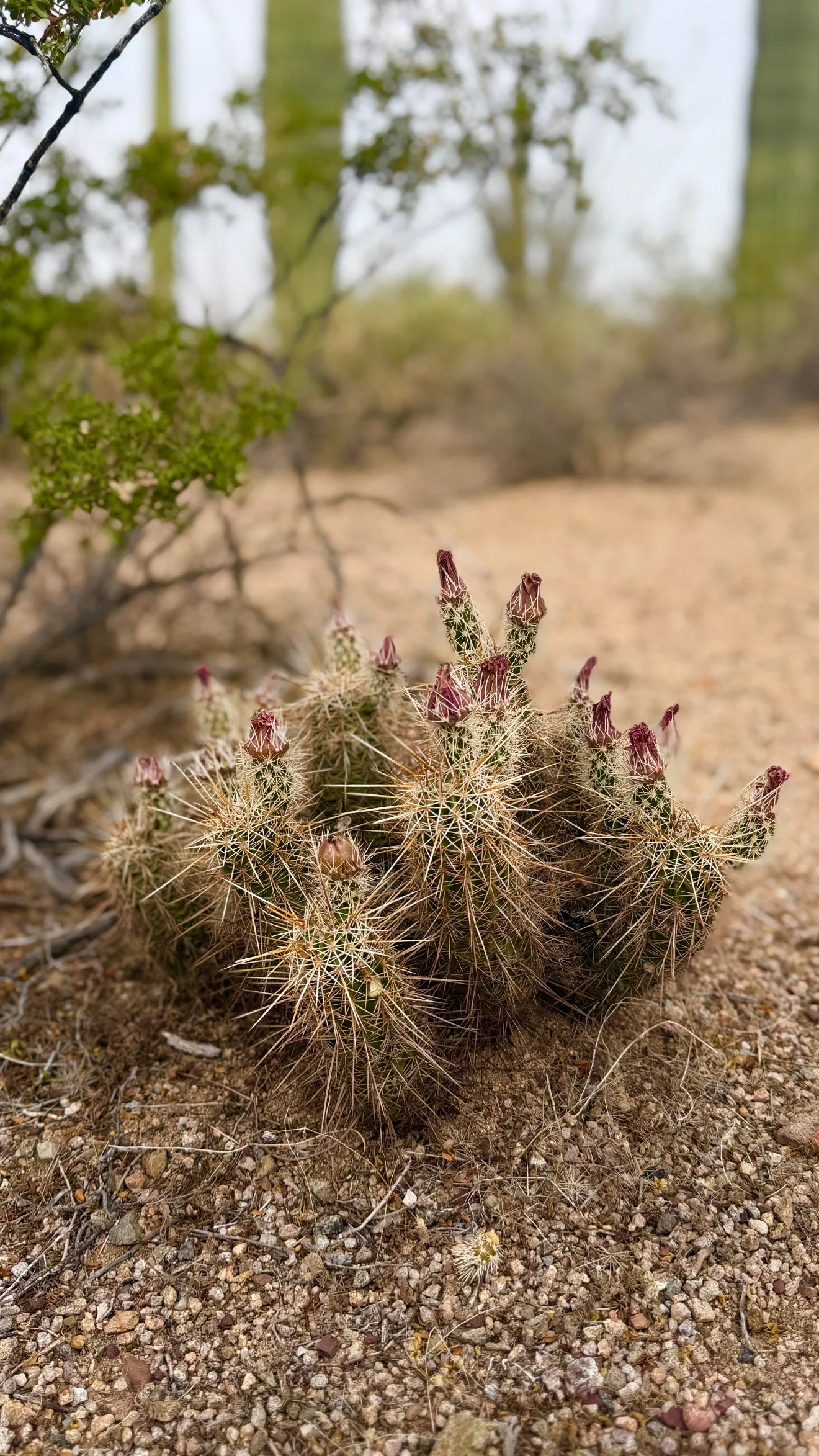 Close-up of a cactus with pink flower buds in a desert landscape.