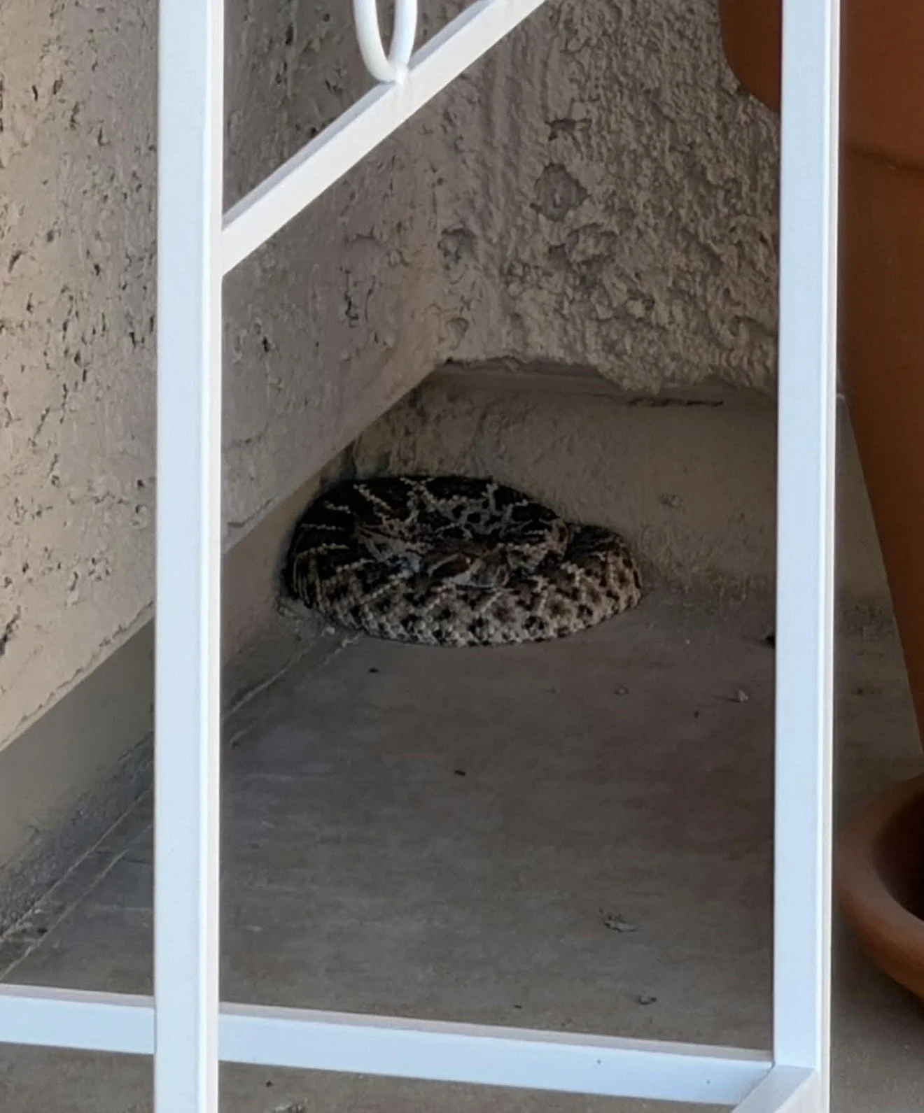 Arizona Diamondback Rattlesnake curled up on a homeowners porch in Red Rock, Arizona.