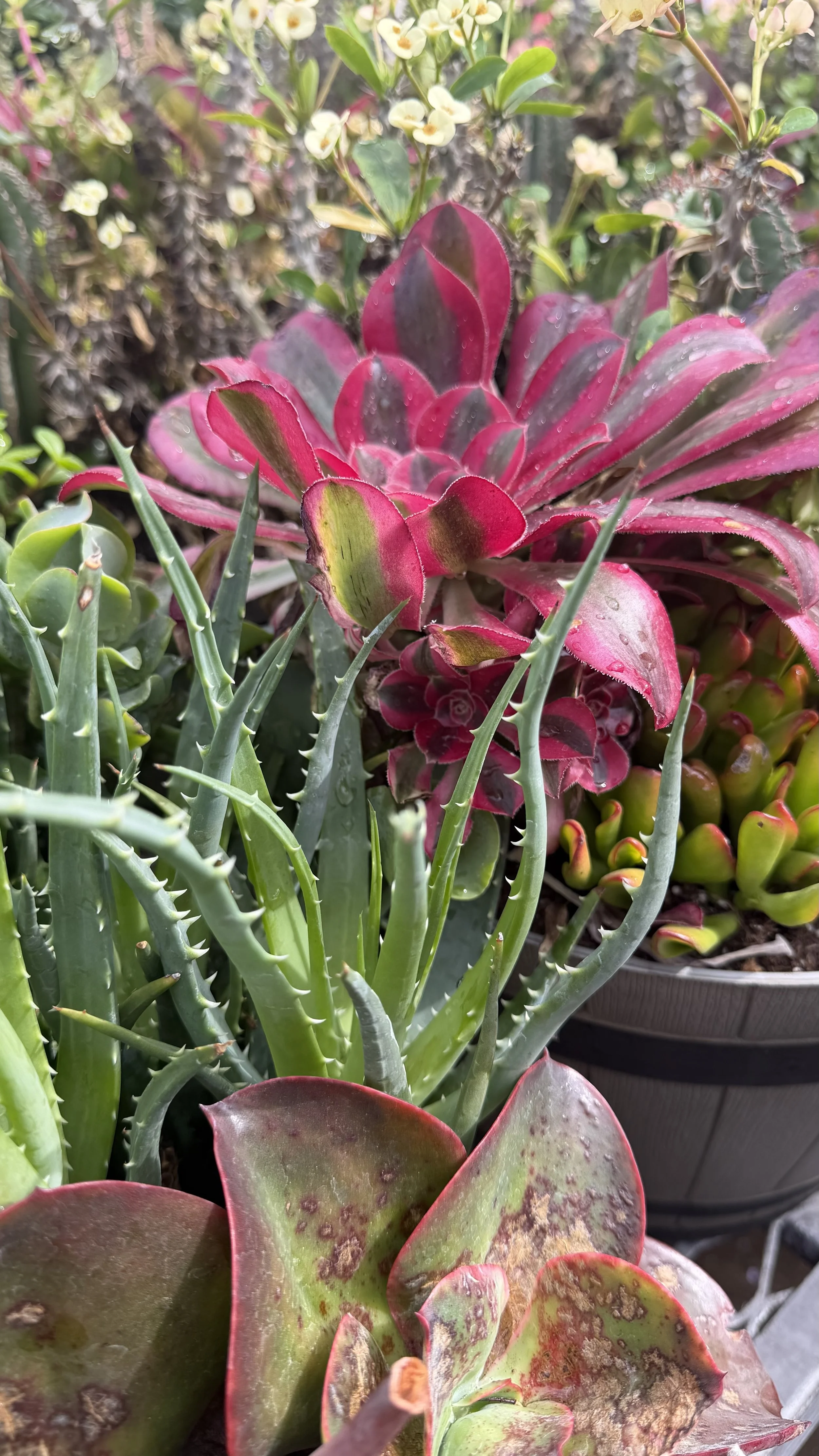 Close-up of various succulents with green, red, and purple leaves, some with spines and small water droplets.