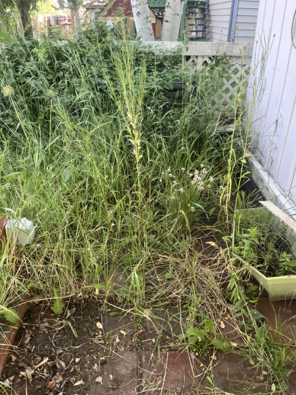 Patio cleanup before