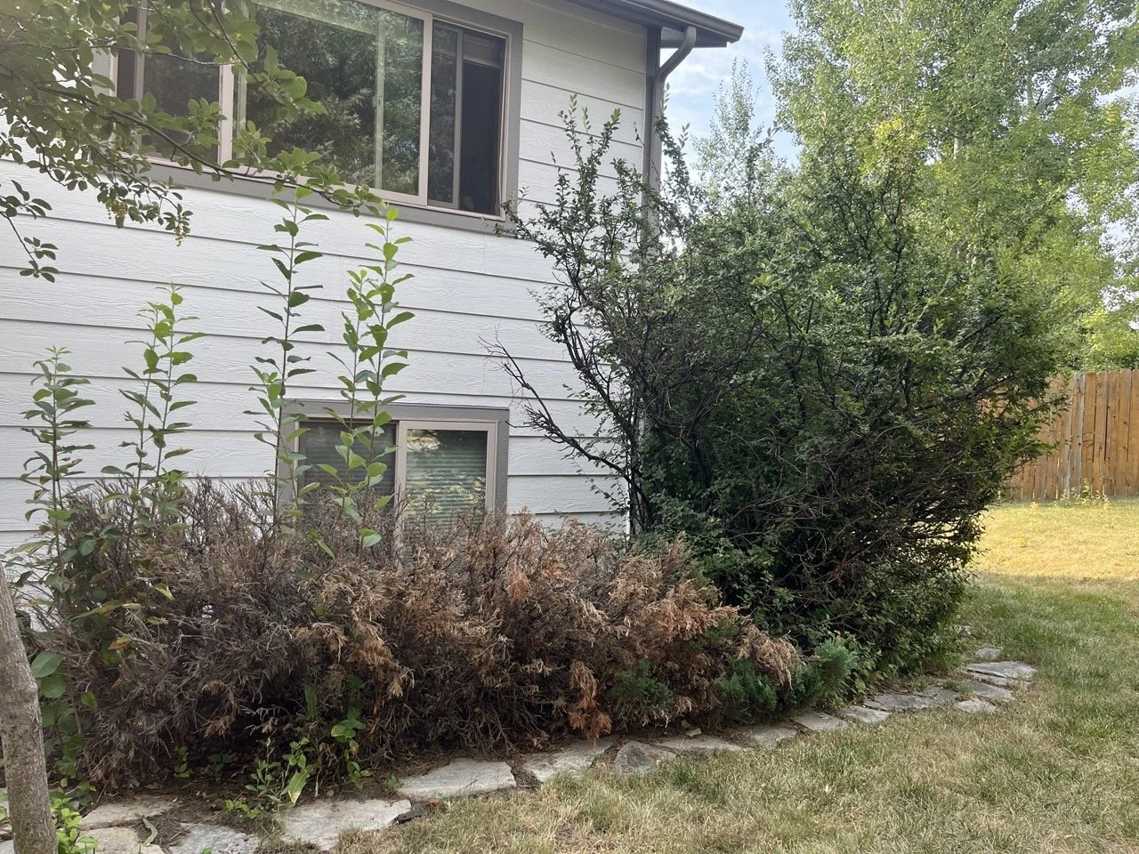 Shrub removal before