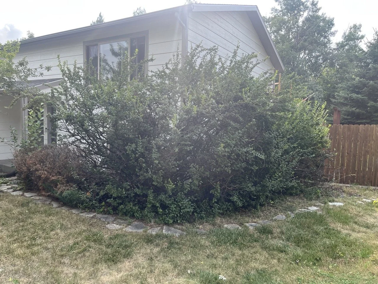 Tree trimming before