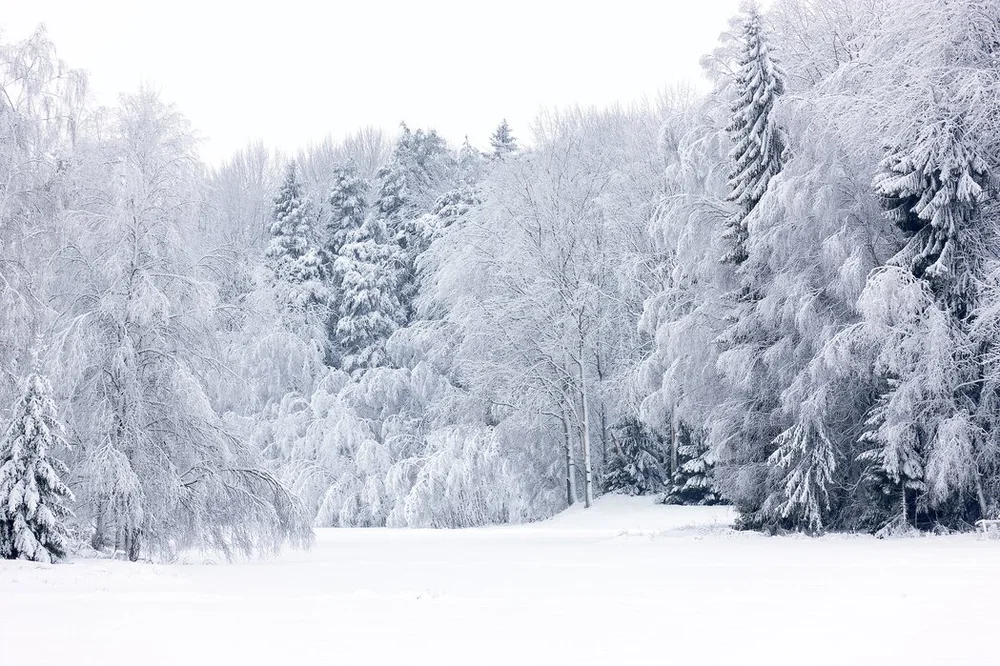 Snow covered Montana trees