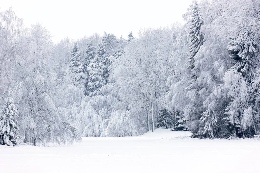 Snow covered trees in winter