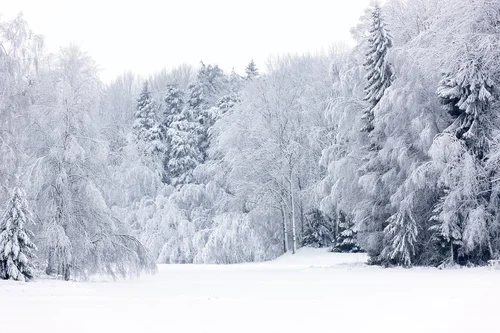 Snow covered trees in winter