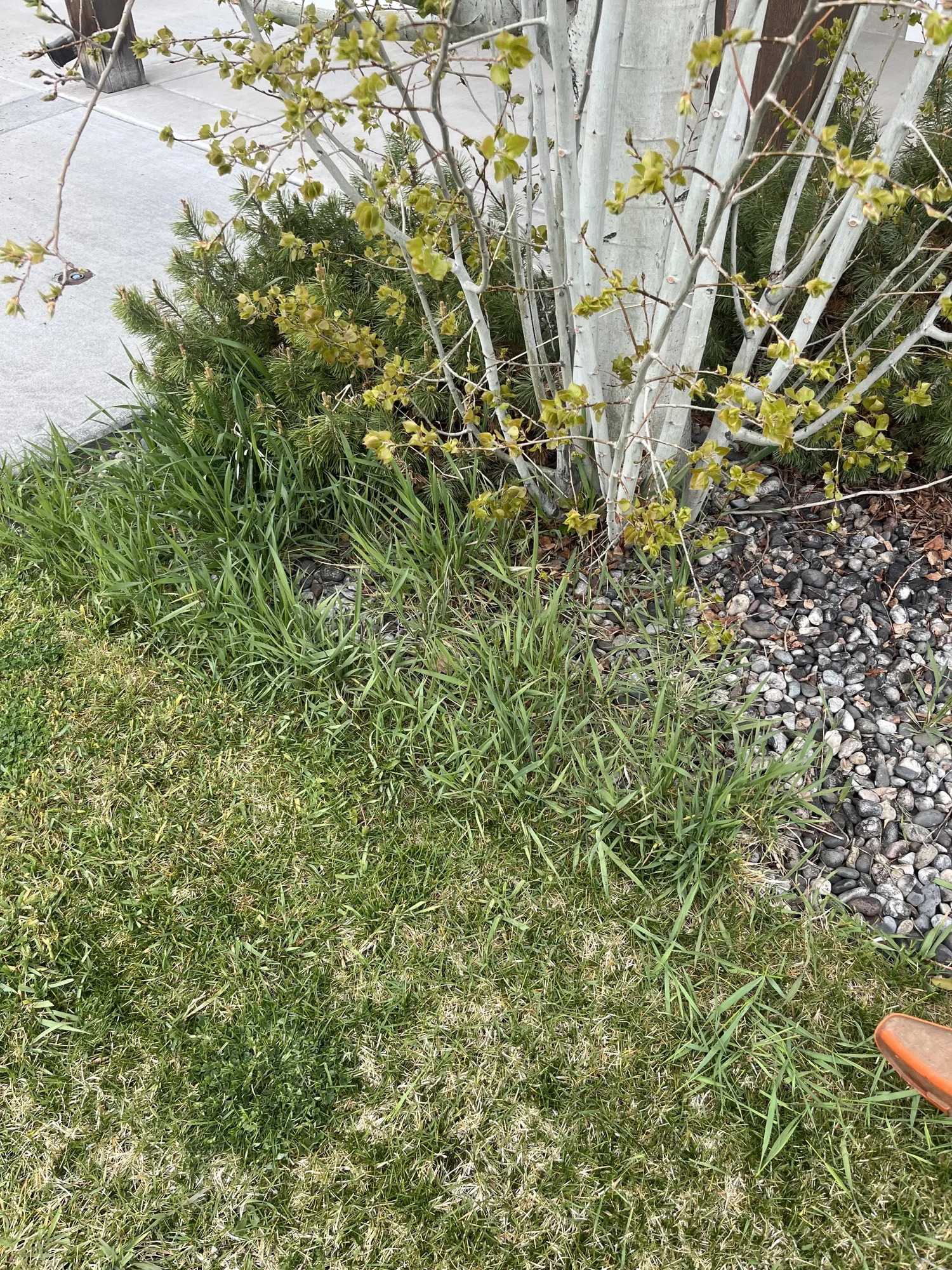 Garden cleanup before