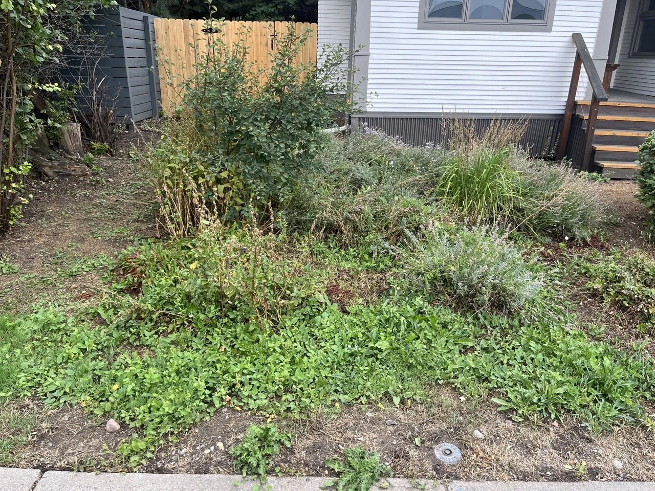 Front garden refresh before