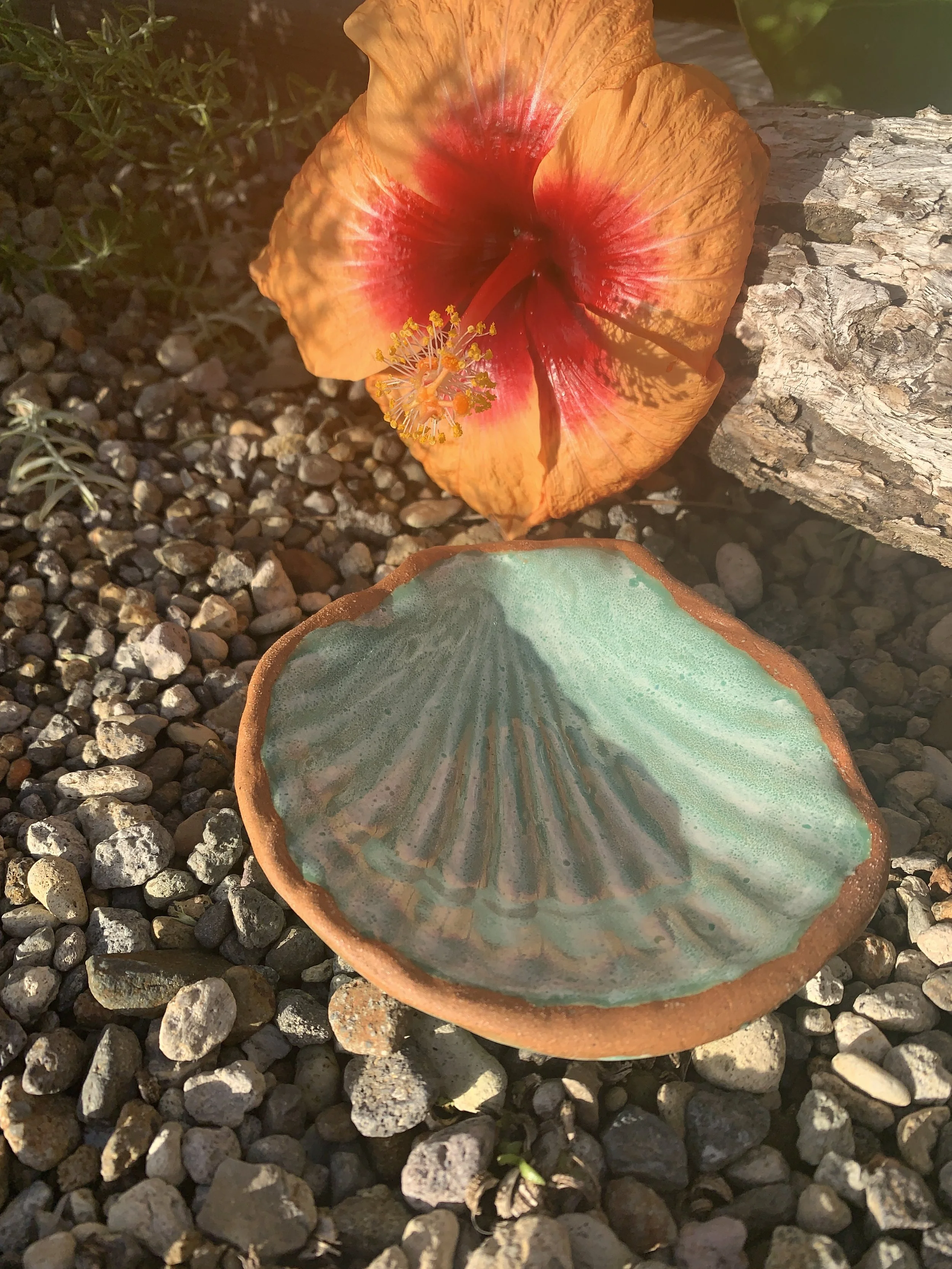 Shell Bowls