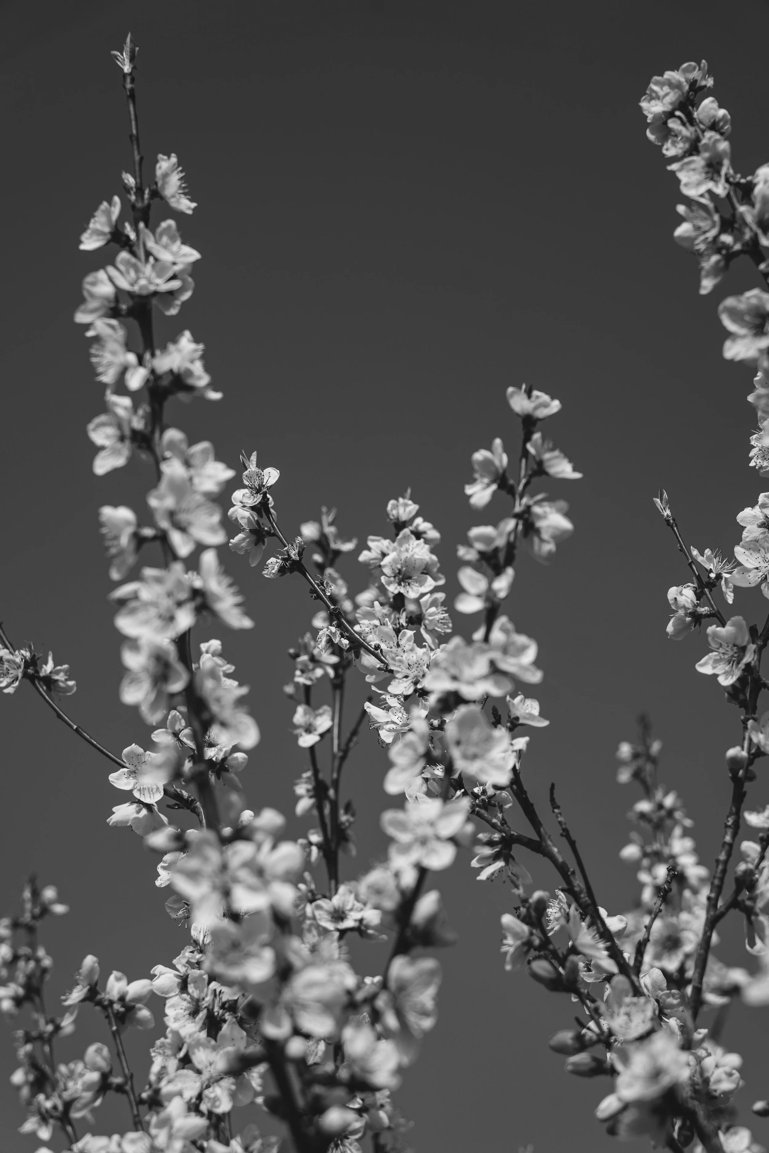 Cancer & Chronic Illness — Deep Support Session