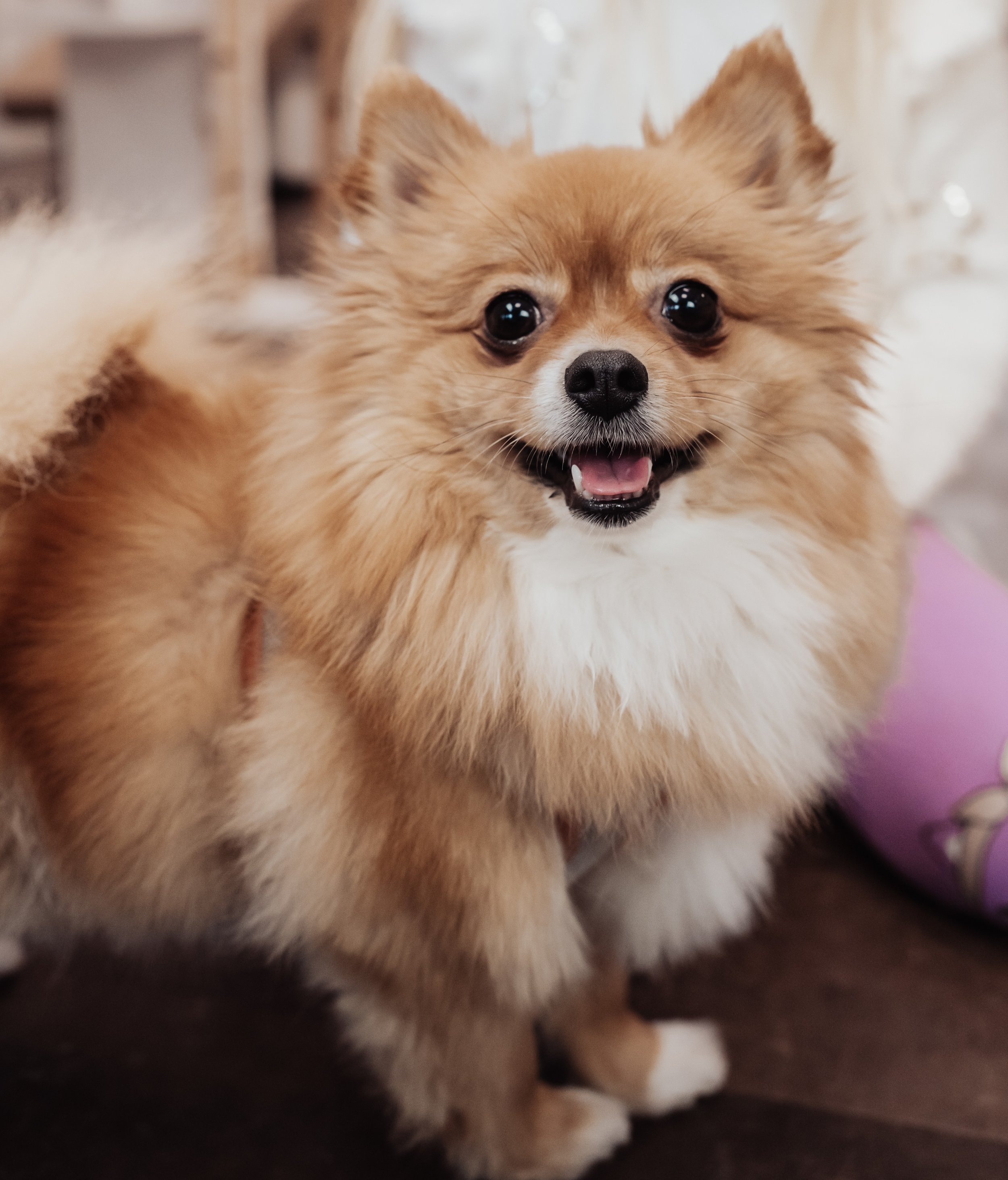 Ein kleiner, brauner Hund mit weißen Pfoten, großen dunklen Augen und einem offenen Mund, der fröhlich aussieht.