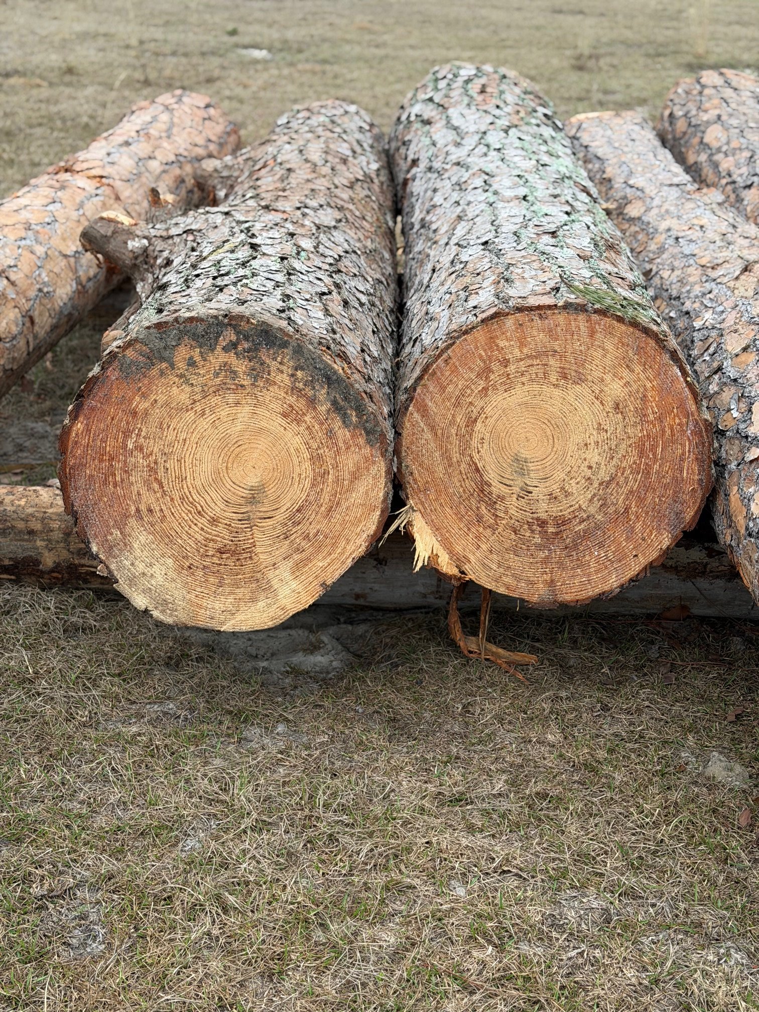 Southern Yellow Pine.jpeg