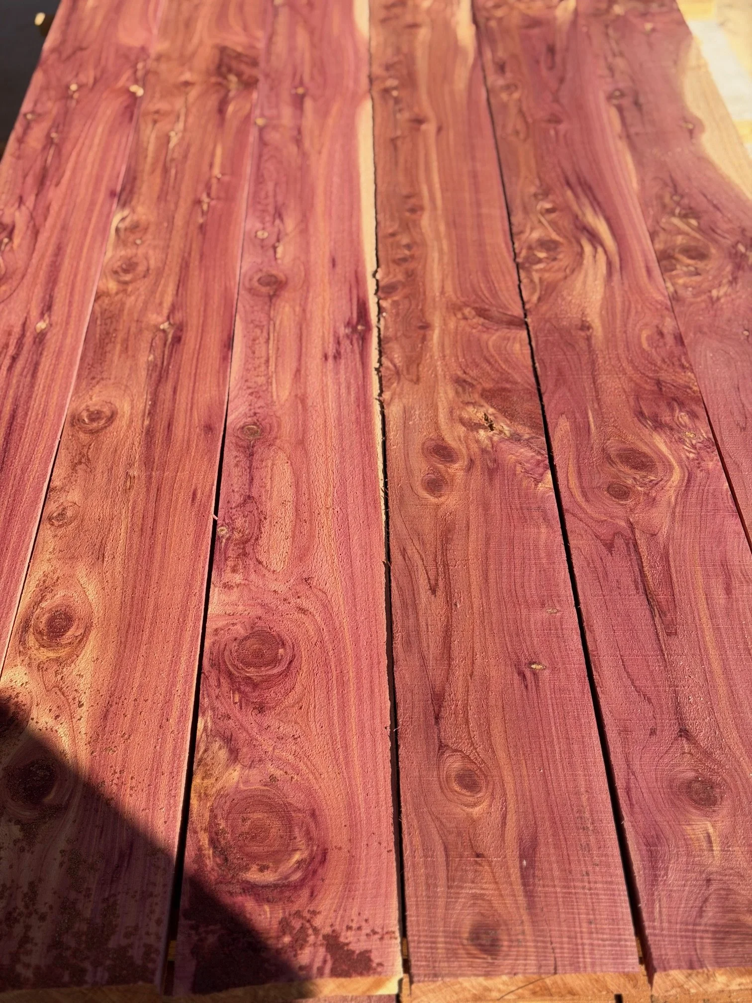 Eastern Red Cedar