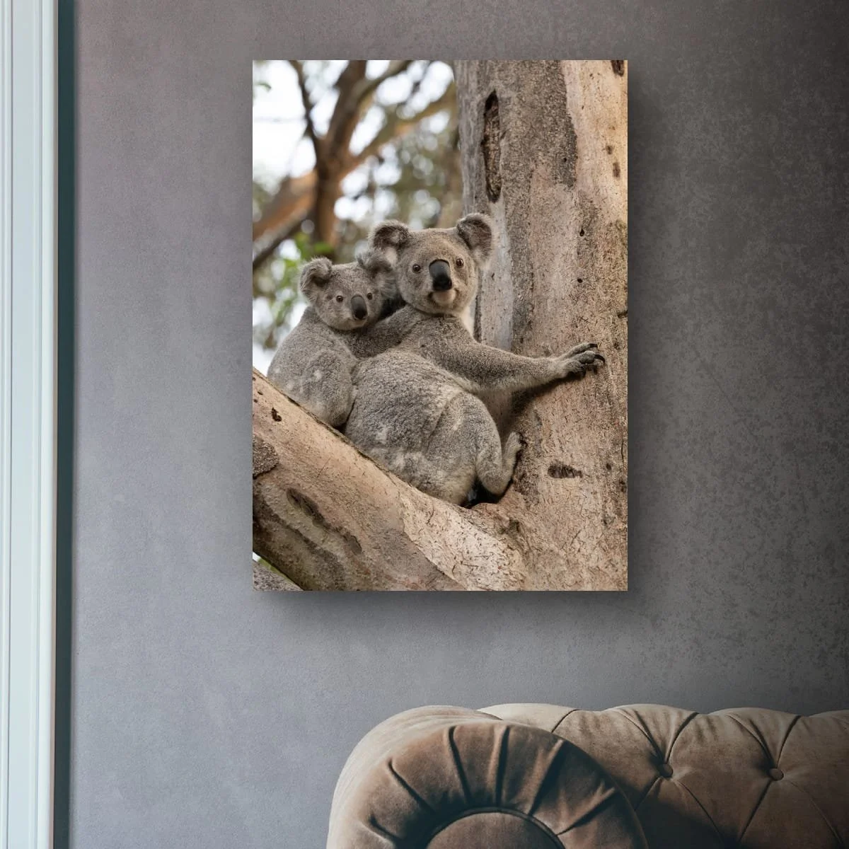 Mother koala with joey in a eucalyptus tree