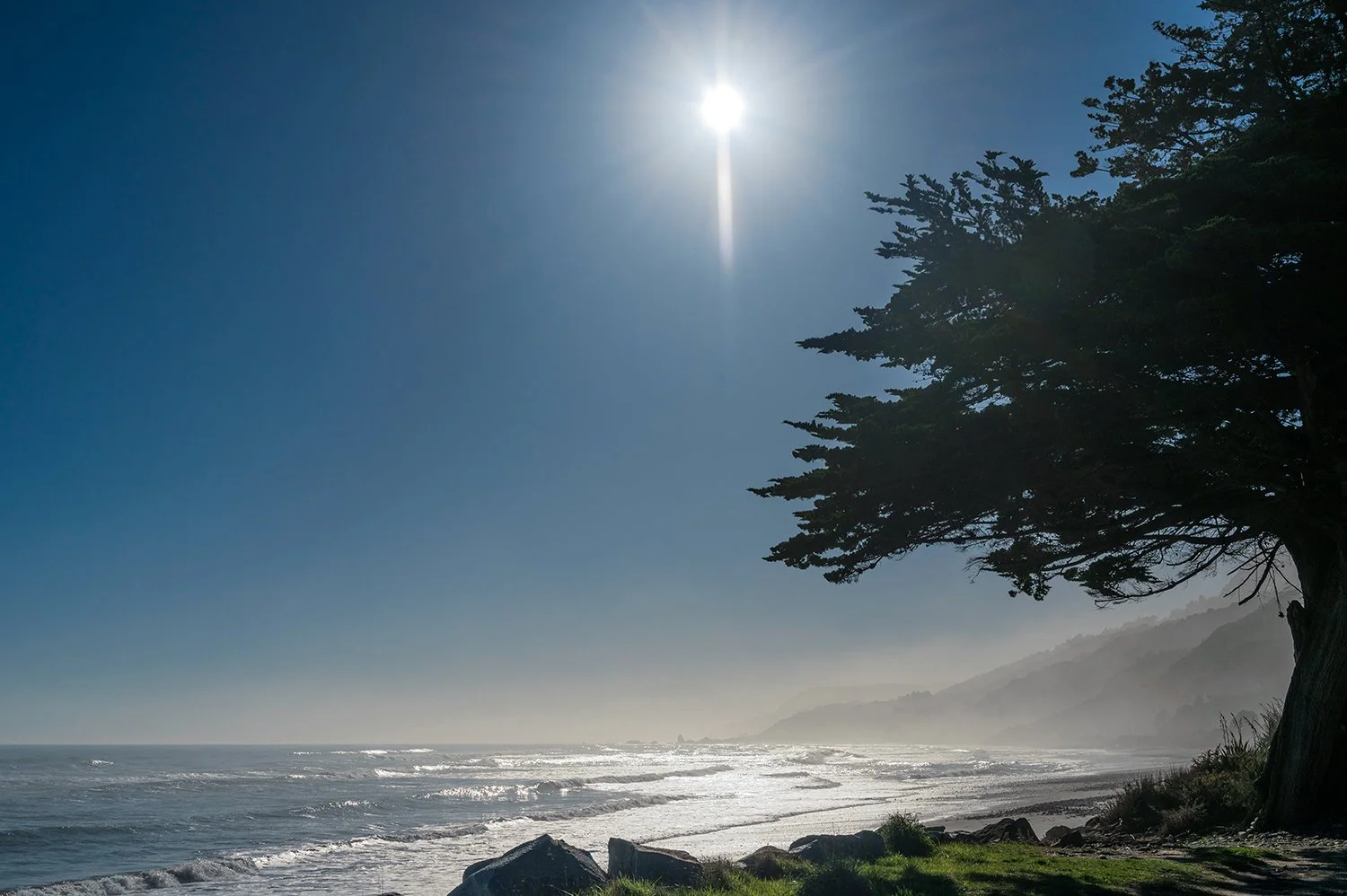 Sunlight filtering through a coastal tree above the misty Tasman Sea on the West Coast.