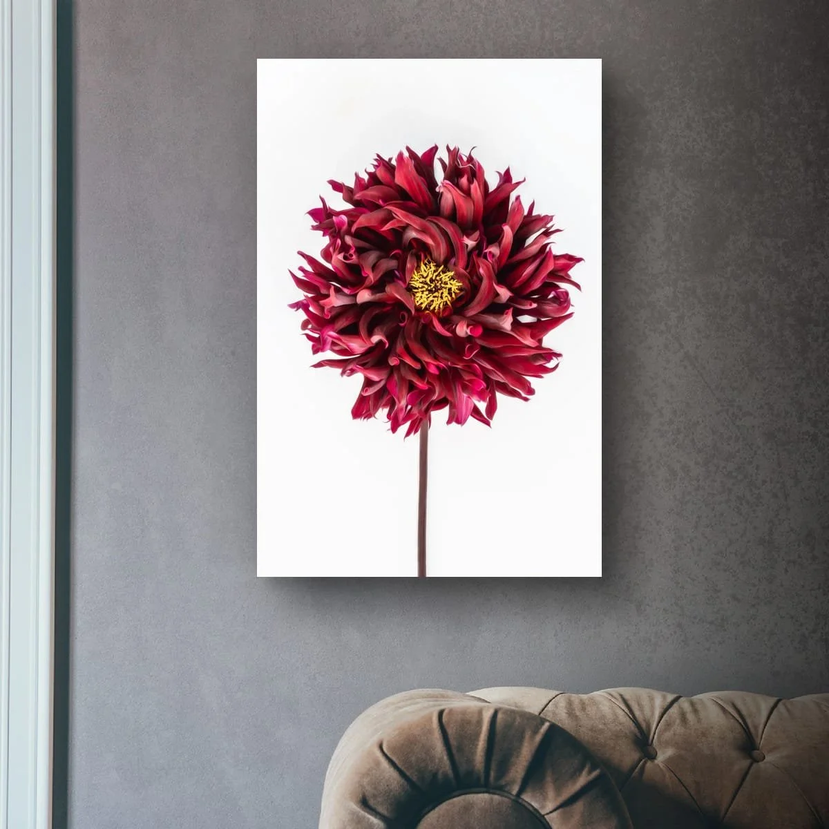 Deep red dahlia flower with layered petals on a soft white background.