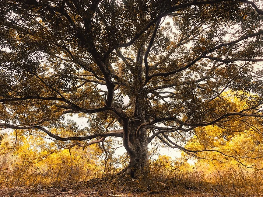 Large old tree with wide branches photographed from below in warm golden forest light.