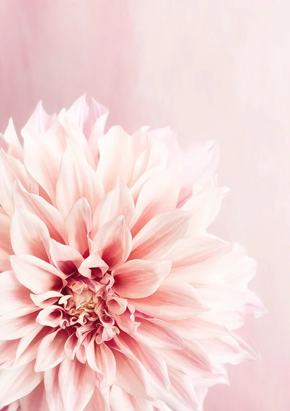 Soft blush pink dahlia flower close-up with delicate layered petals.