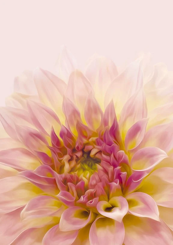Dahlia flower in a painterly softness create a dreamlike atmosphere, as if the bloom itself were made of light and velvet.