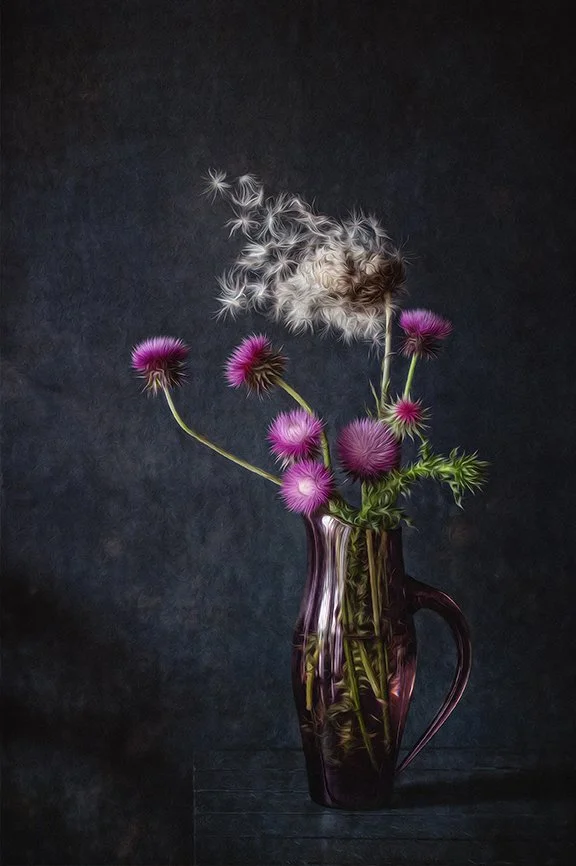 Vibrant purple thistle blooms releases its wispy filaments suspended mid-flight