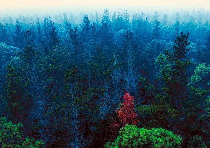 Red tree standing out among blue green forest in misty woodland landscape.