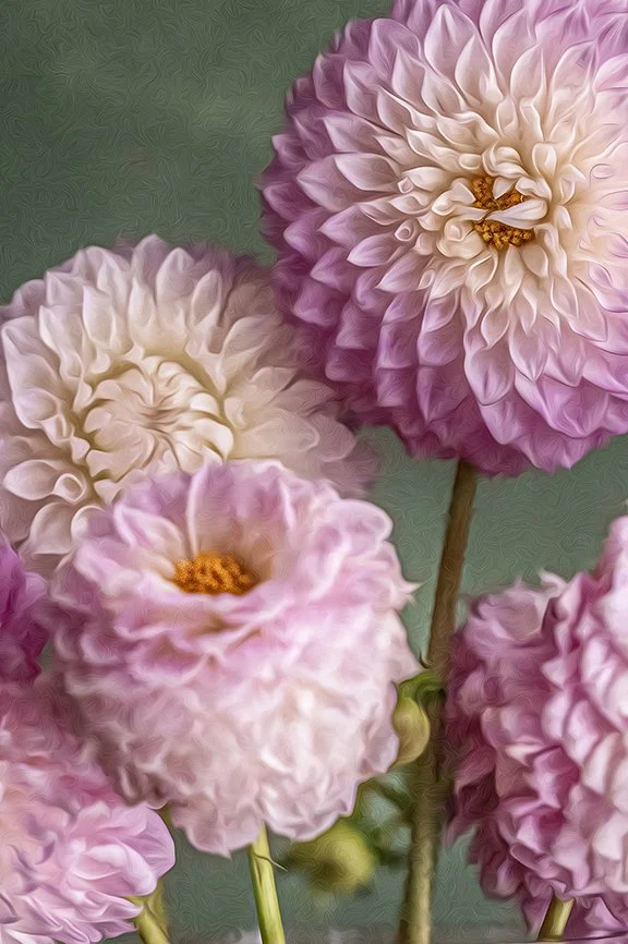 Soft pink dahlia flowers with painterly texture in fine art floral photography.darlene-pink-dahlia-fine-art-floral-photography-print.jpg