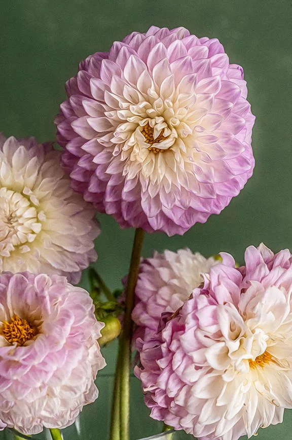 Pink and cream dahlia flowers in fine art botanical photography