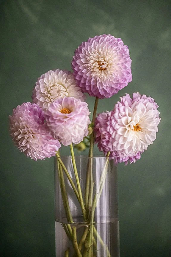 Pink and cream dahlia flowers arranged in glass vase in fine art floral photography.