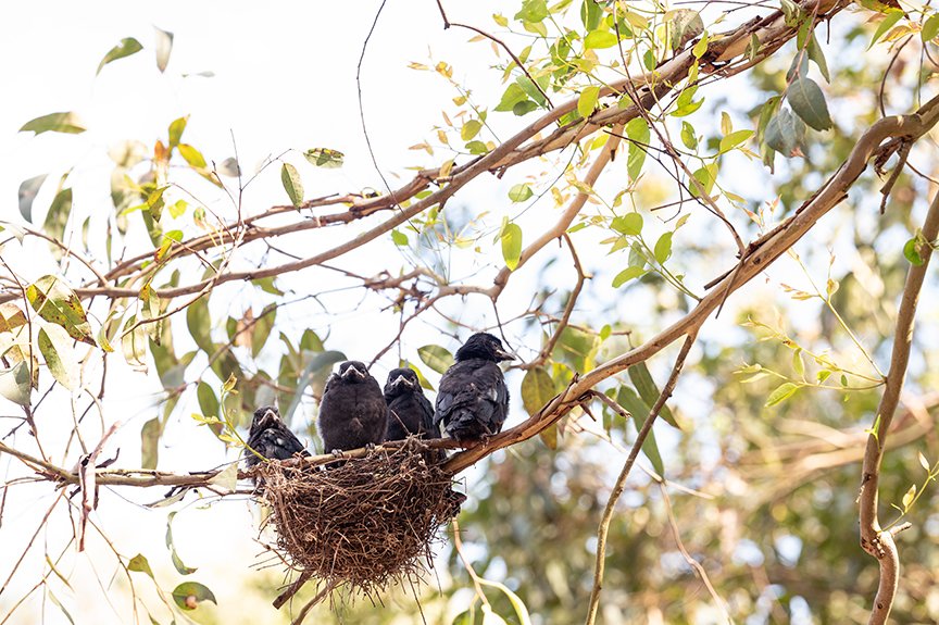 Three baby birds sitting in nest on tree branch in wildlife photography.