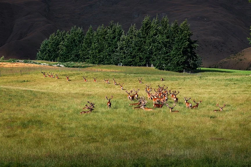 Herd of red deer with antlers walking through grassy field in wildlife landscape.