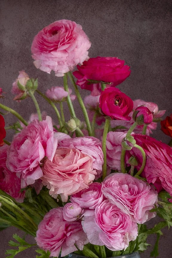Pink and red ranunculus flowers in fine art floral still life photography.