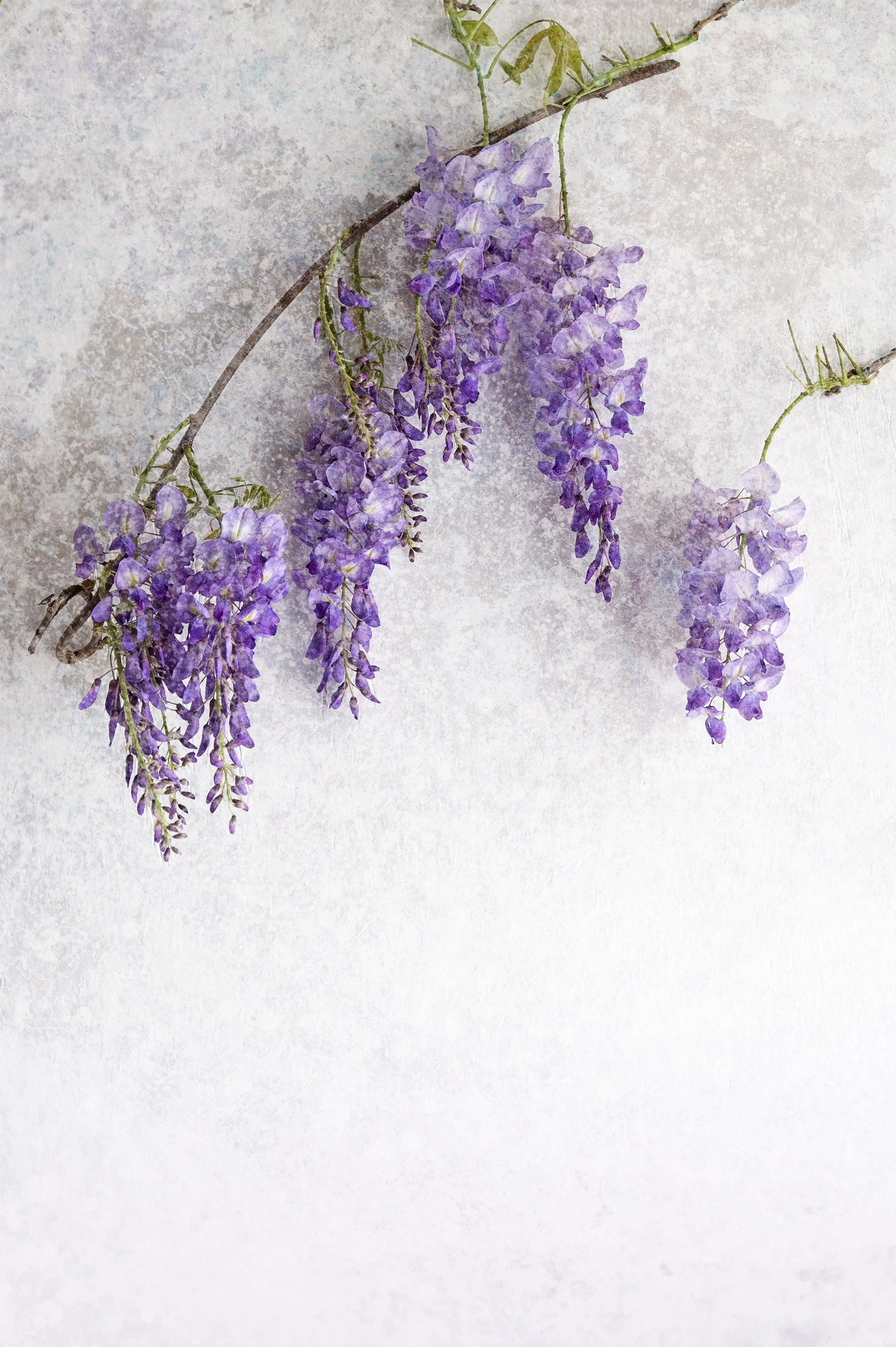 Purple wisteria flowers cascading from a branch against a soft textured background.