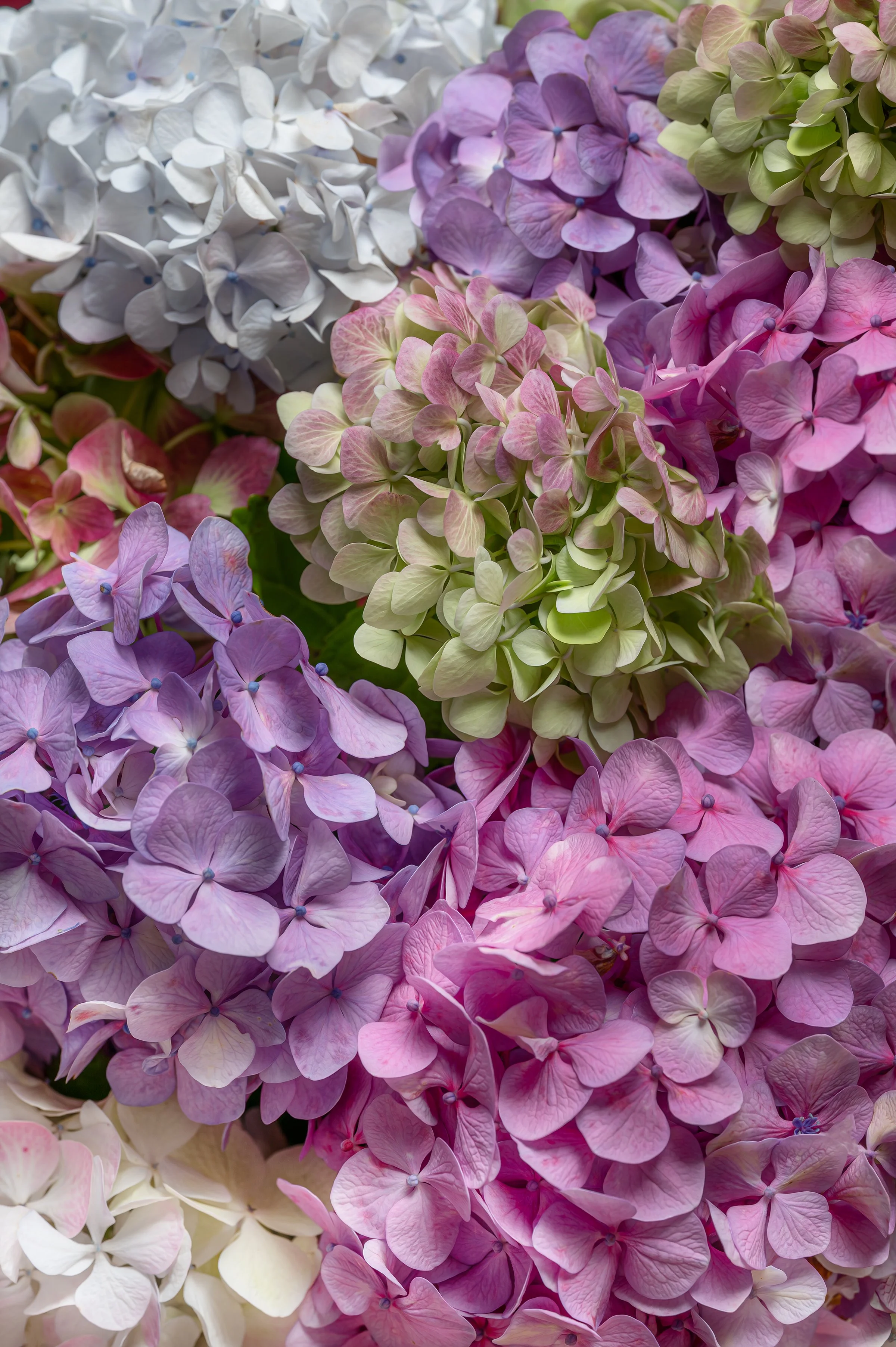 Close-up of pink, lilac and white hydrangea flowers forming a colourful floral composition.