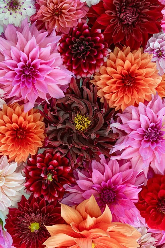 Collection of vibrant dahlia flowers in pink, red and coral tones arranged closely together.