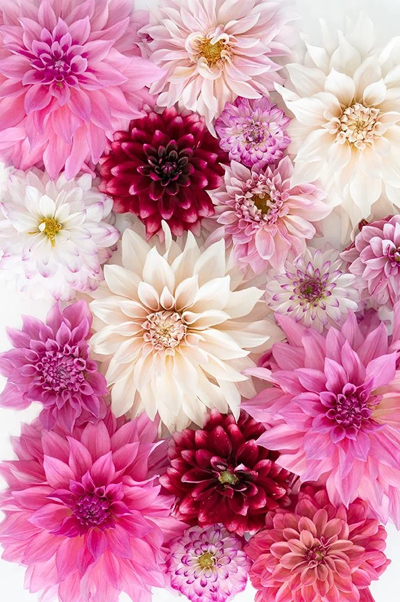 Soft pink and cream dahlia flowers arranged on a light background.