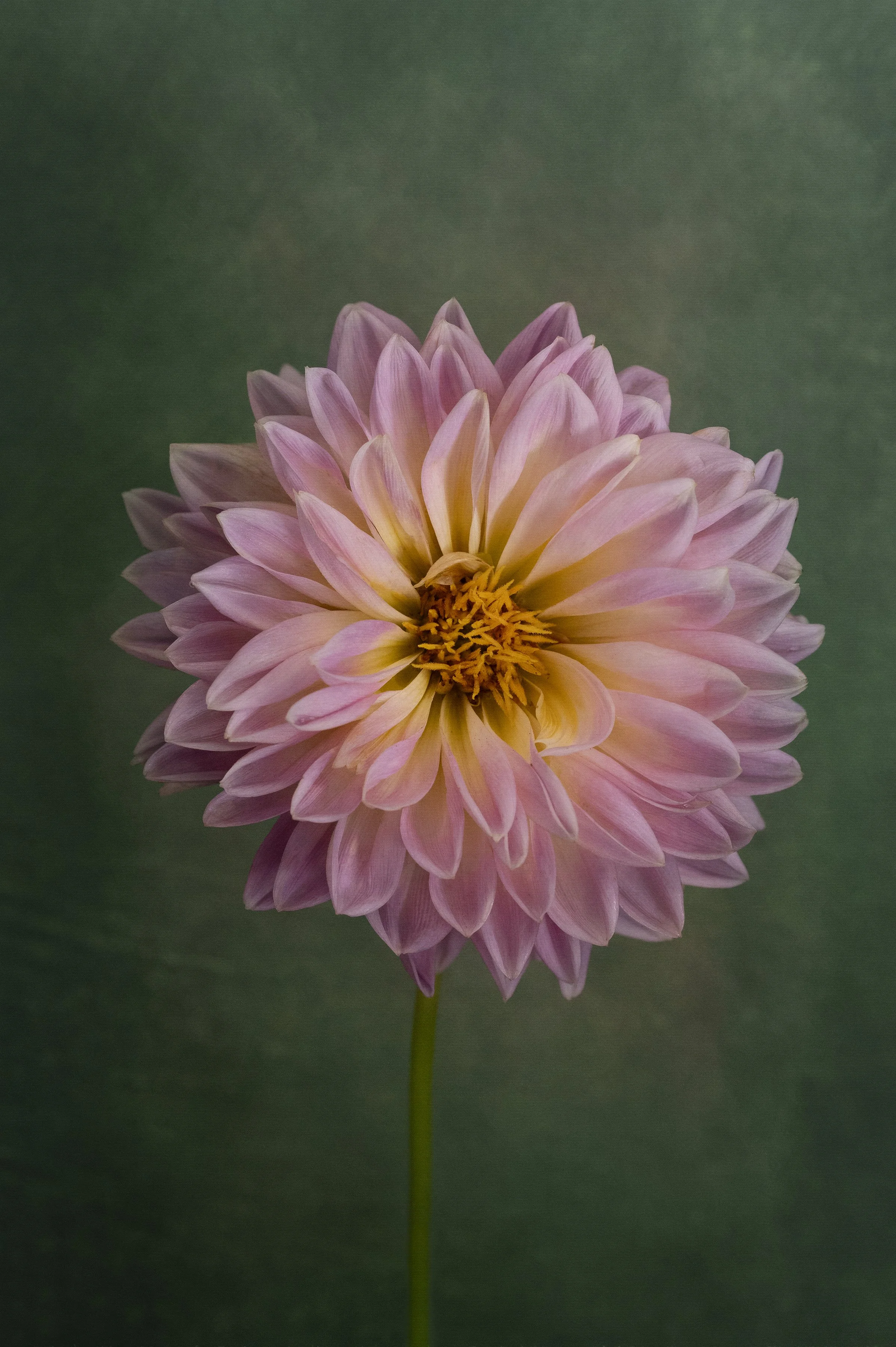 Dahlia
