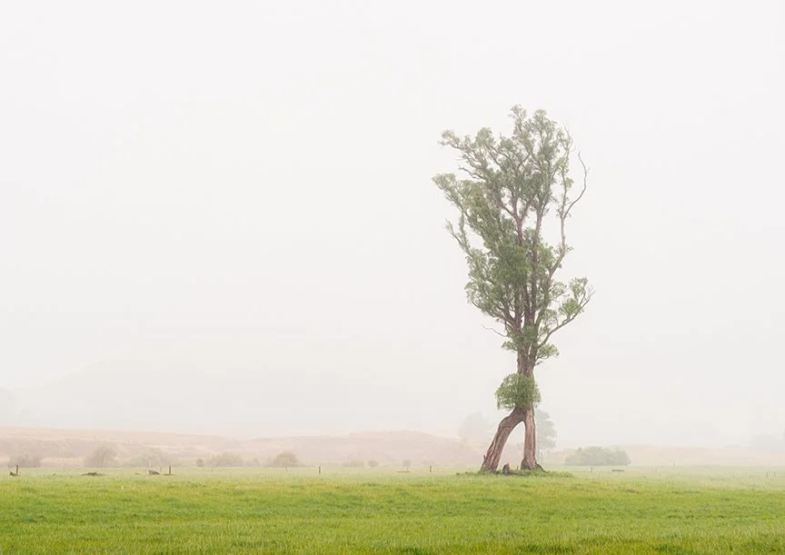 Karamea Walking Tree