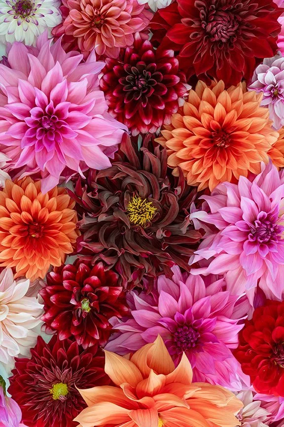 Close-up of colorful dahlias in shades of pink, red, purple, orange, and white.