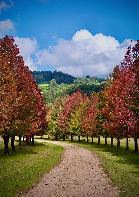 A dirt path winding through a park with trees on both sides, displaying red, orange, and green leaves. In the background, there are rolling hills and a sky with fluffy white clouds and blue patches.