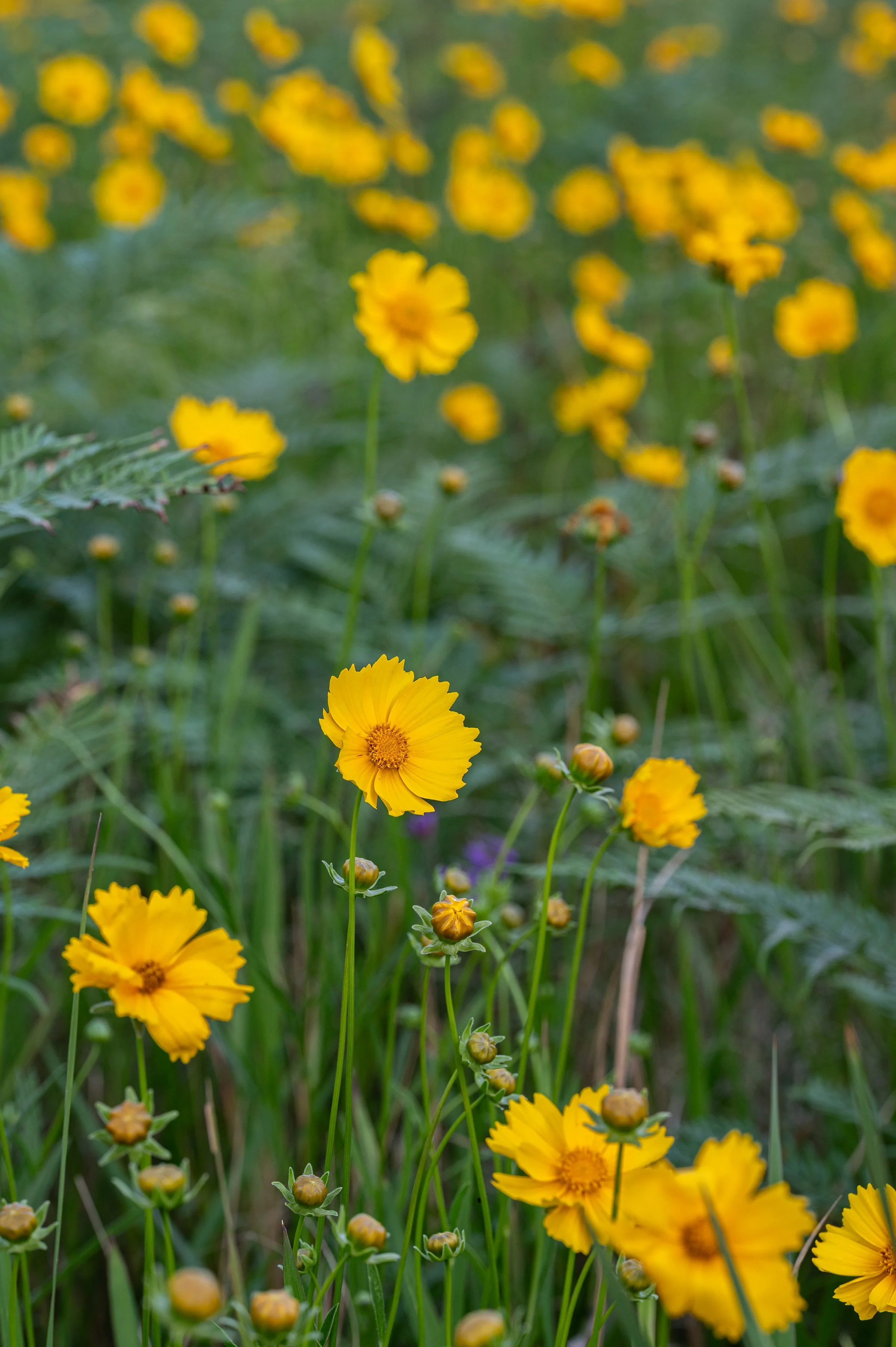 Painterly floral fine art photograph of a field of golden wildflowers sways gently in the summer air, their delicate petals glowing against soft green foliage, by From The Field.