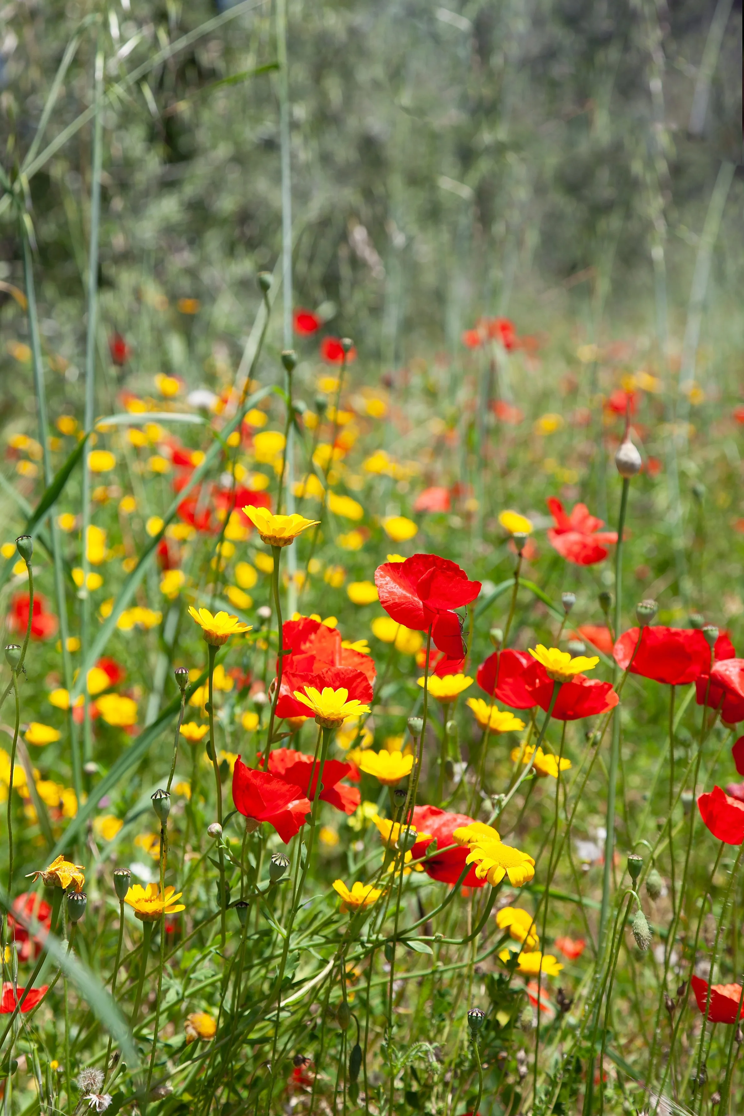 Painterly floral fine art photograph of a vibrant field of red poppies and golden wildflowers dances in the warm tuscan sunlight, by From The Field.