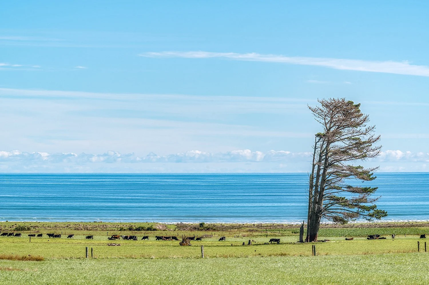 Wind-shaped coastal trees overlooking farmland and ocean views.