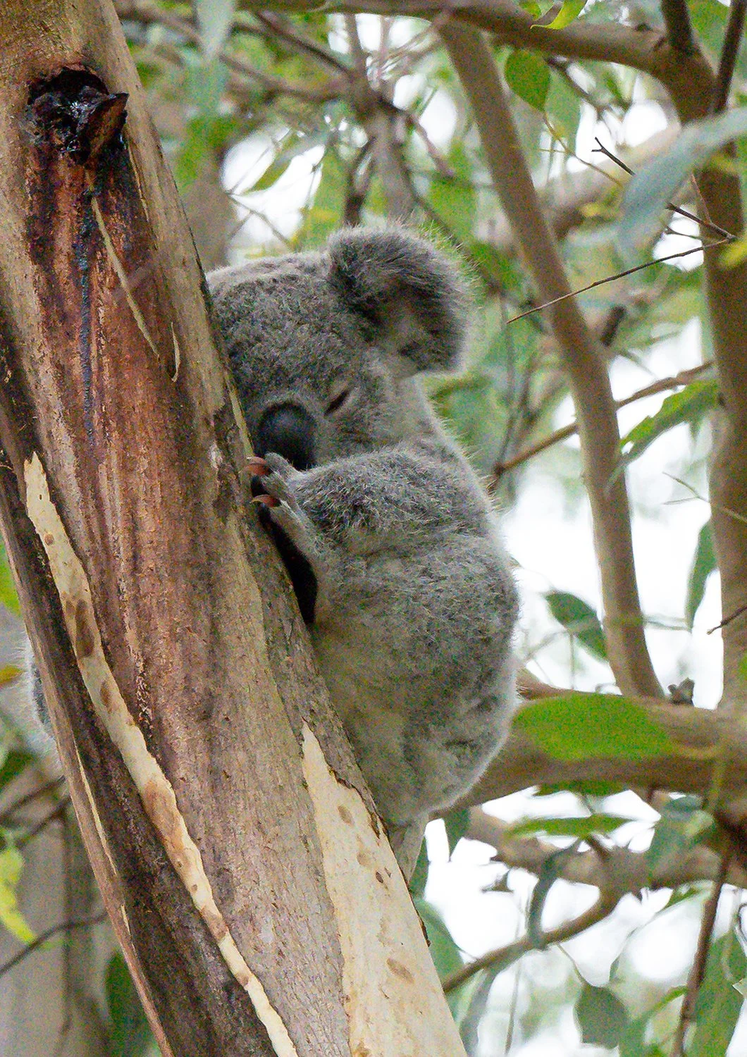 Young koala sleeping on a eucalyptus tree trunk.