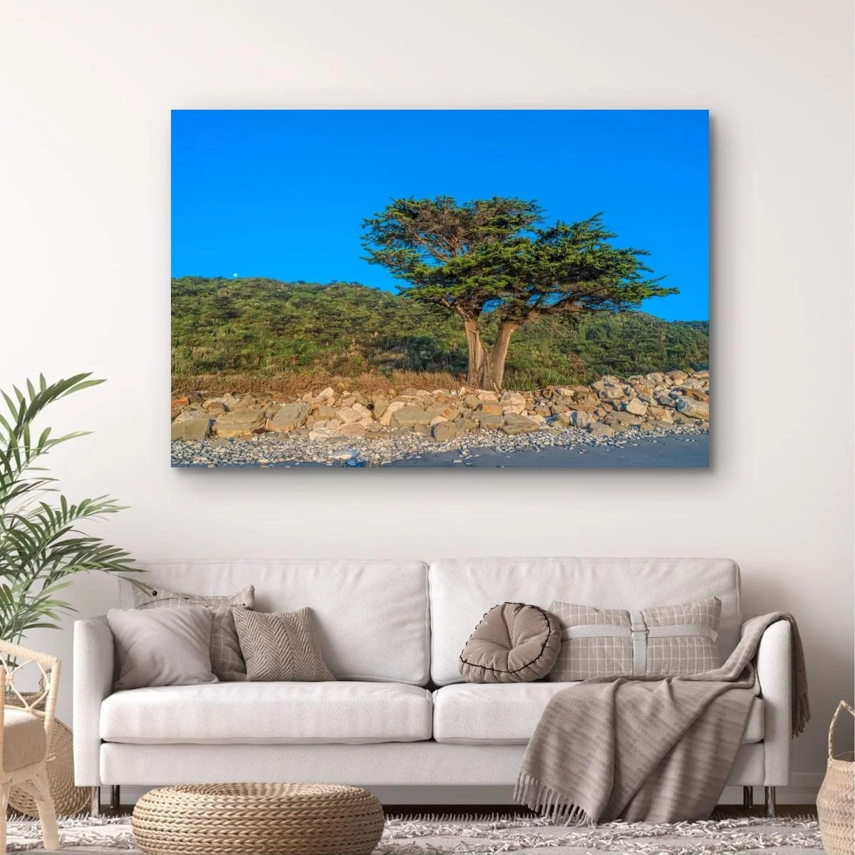 Large coastal cypress growing beside rocky shoreline on the West Coast of New Zealand.